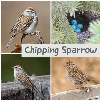 Chipping Sparrow
